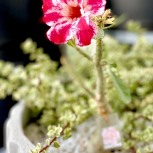 Photo of Armstrong Garden Centers