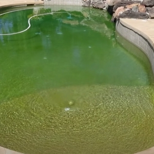 Photo of Chandler Pool Service Pro