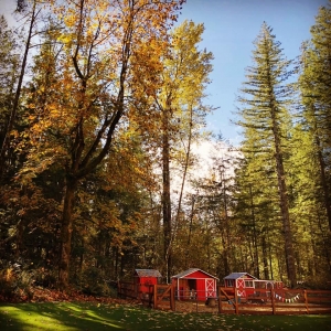 Ravensdale Ravenwoods