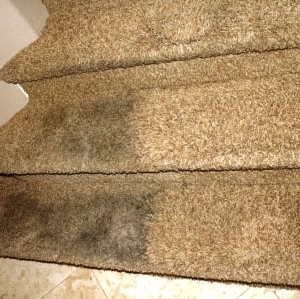 Photo of DP Floor Care
