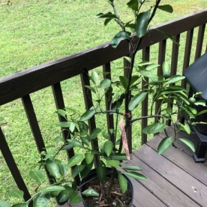 Douglasville Accent Nursery & Landscaping