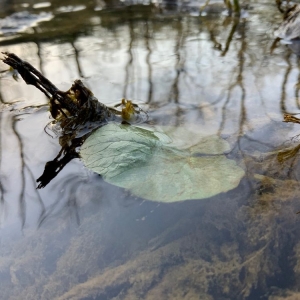 Photo of Beckley Creek Park