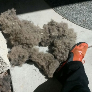 Photo of Ecodry Carpet Cleaning