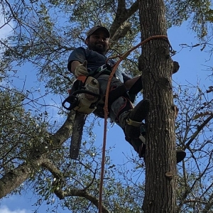 Houston Williams Tree Service