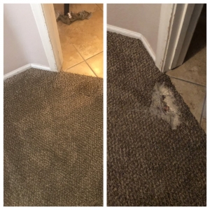 Photo of C&J Carpet Care