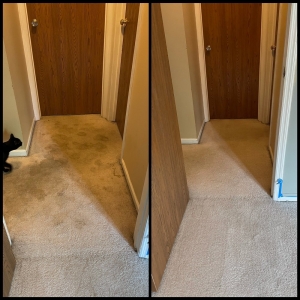 Photo of HutchPro Carpet Cleaning Plus