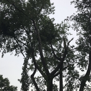 Photo of Elite Tree Service