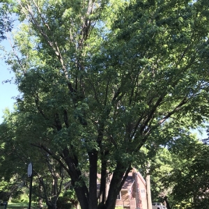Photo of Elite Tree Service