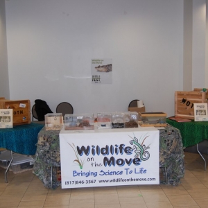 Photo of Wildlife On The Move