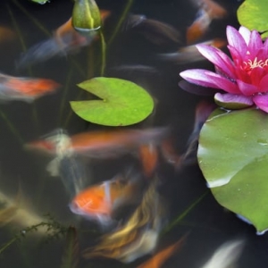 Photo of Living Waters Pond Supplies