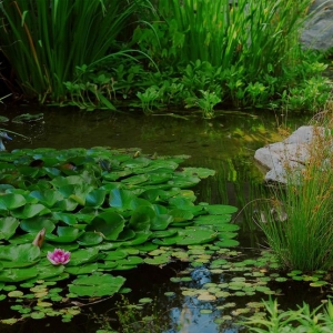 Photo of Living Waters Pond Supplies