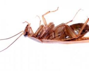 Photo of Aardwolf Termite & Pest Control Services