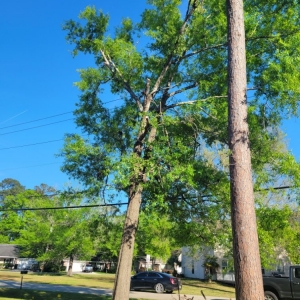 Photo of Accurate Tree Service