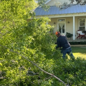 Photo of Accurate Tree Service