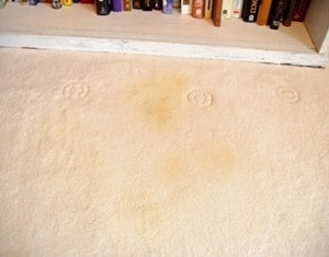 Photo of Alpha Carpet & Rug Cleaning