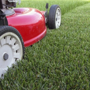 Photo of Youth Lawn Care