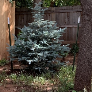Photo of TLC Garden Centers