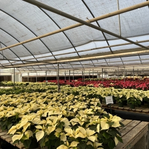 Photo of TLC Garden Centers