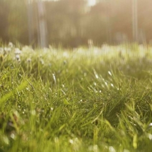 Photo of Advanced Lawn Solutions