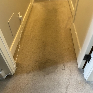 Oakland New Life Carpet Care