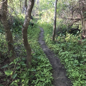 Photo of A More Certain Path