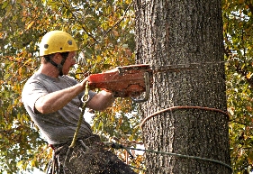 Photo of Sam Barrera Landscapers