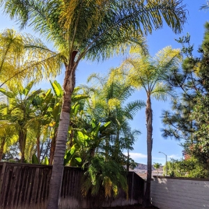 Photo of Mountain Lawn Care