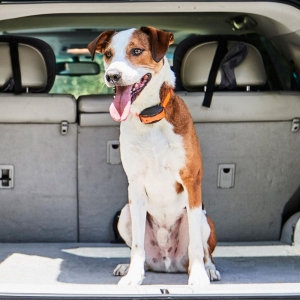 Photo of DogWatch of Nashville