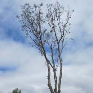 Photo of California Exteriors Landscape and Tree Service