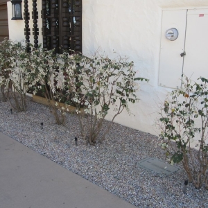 Photo of California Exteriors Landscape and Tree Service