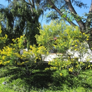 Photo of California Exteriors Landscape and Tree Service