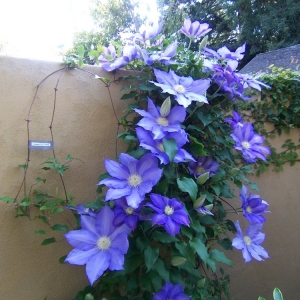 Photo of Judy's Gardens & Design