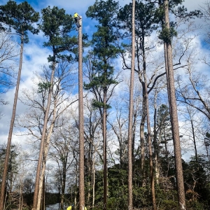 Chesapeake Brandon's Tree Service
