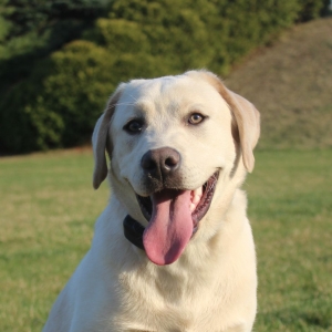 Photo of DogWatch of Southeastern Michigan