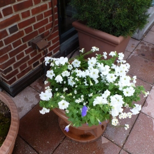 Photo of Riccardi Landscape Design