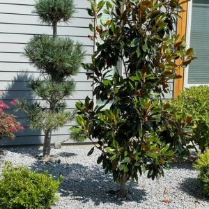 Photo of Green Lawn Utah