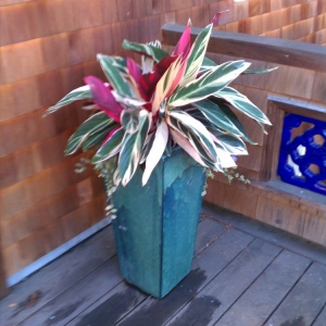 Photo of The Avant Gardener