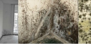 Photo of Charlotte Mold Removal