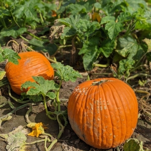 Photo of Hickory Ridge Farm