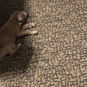 Grover NC Mtn Fresh Carpet Care