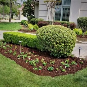 Photo of Special T Landscaping