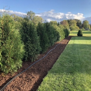 Homer Glen A Touch of Green