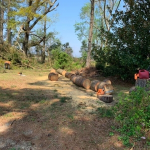 Photo of Top To Bottom Tree Service and Landscaping