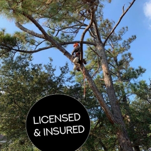 Photo of Top To Bottom Tree Service and Landscaping