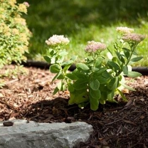 Photo of River Heights Lawn & Landscape