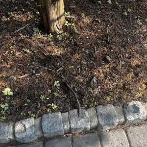 Photo of Jager Landscaping