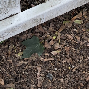 Photo of Jager Landscaping