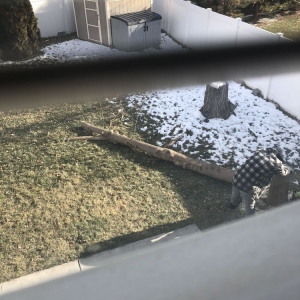 Photo of Supreme Tree Experts Utah