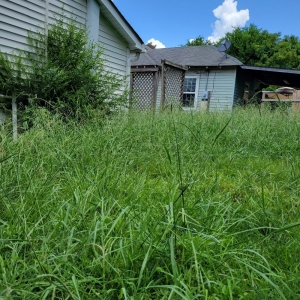 Salisbury Silverback lawn and handyman service
