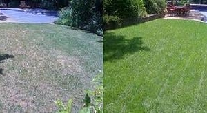 Photo of Clean Air Lawn Care of Portland